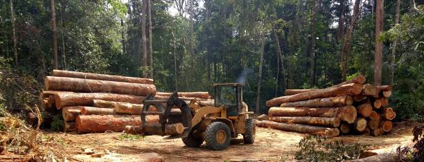 Best Firewood Processing and Delivery  in Marienville, PA